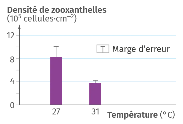 Organisation d'un polype