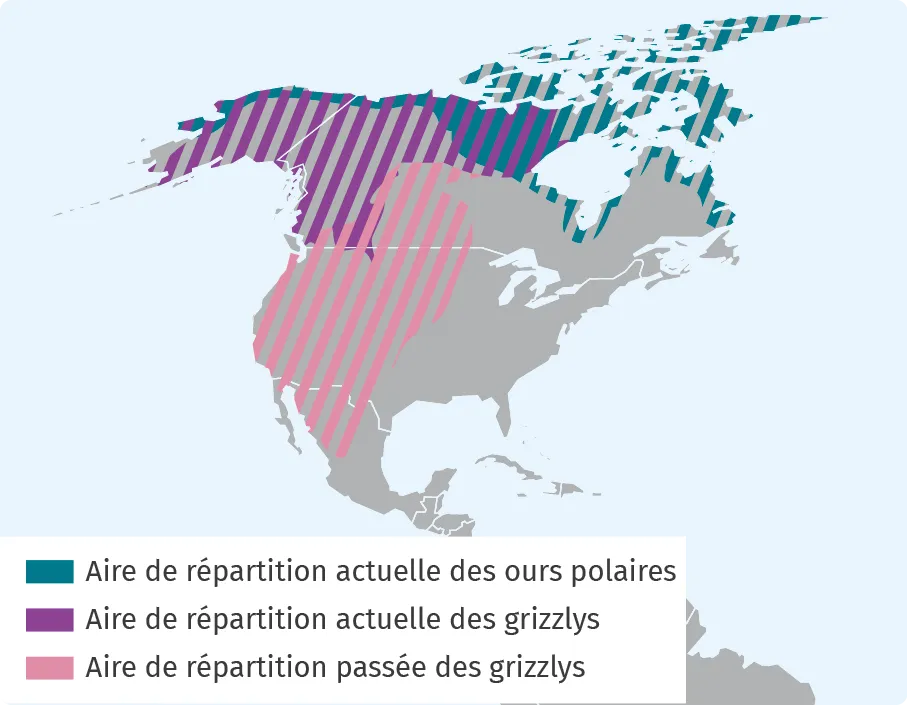 Carte représentant l'aire de répartition des ours polaires et l'aire de répartition des grizzlys passée et actuelle