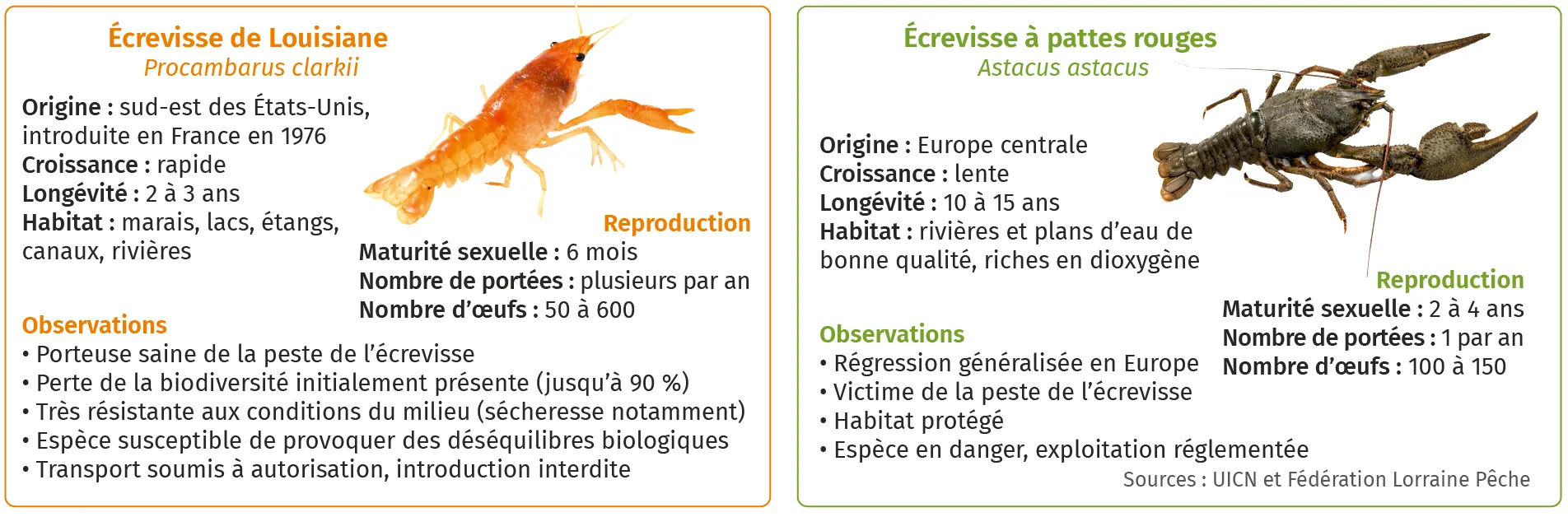 Fiches d'identification de deux espèces d'écrevisses