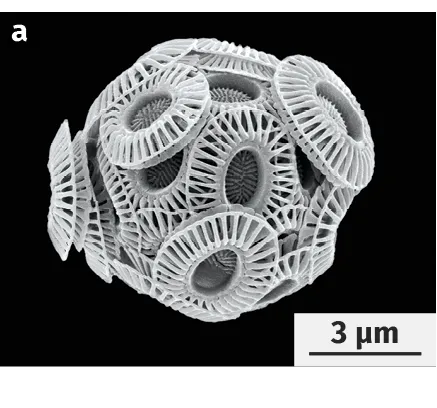 Coccolithophoridés