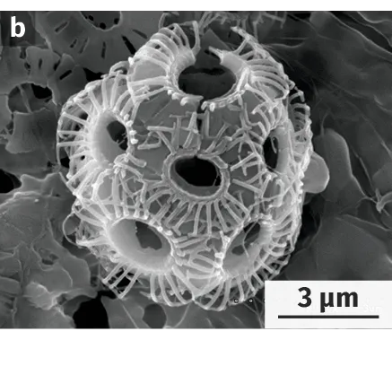 Coccolithophoridés