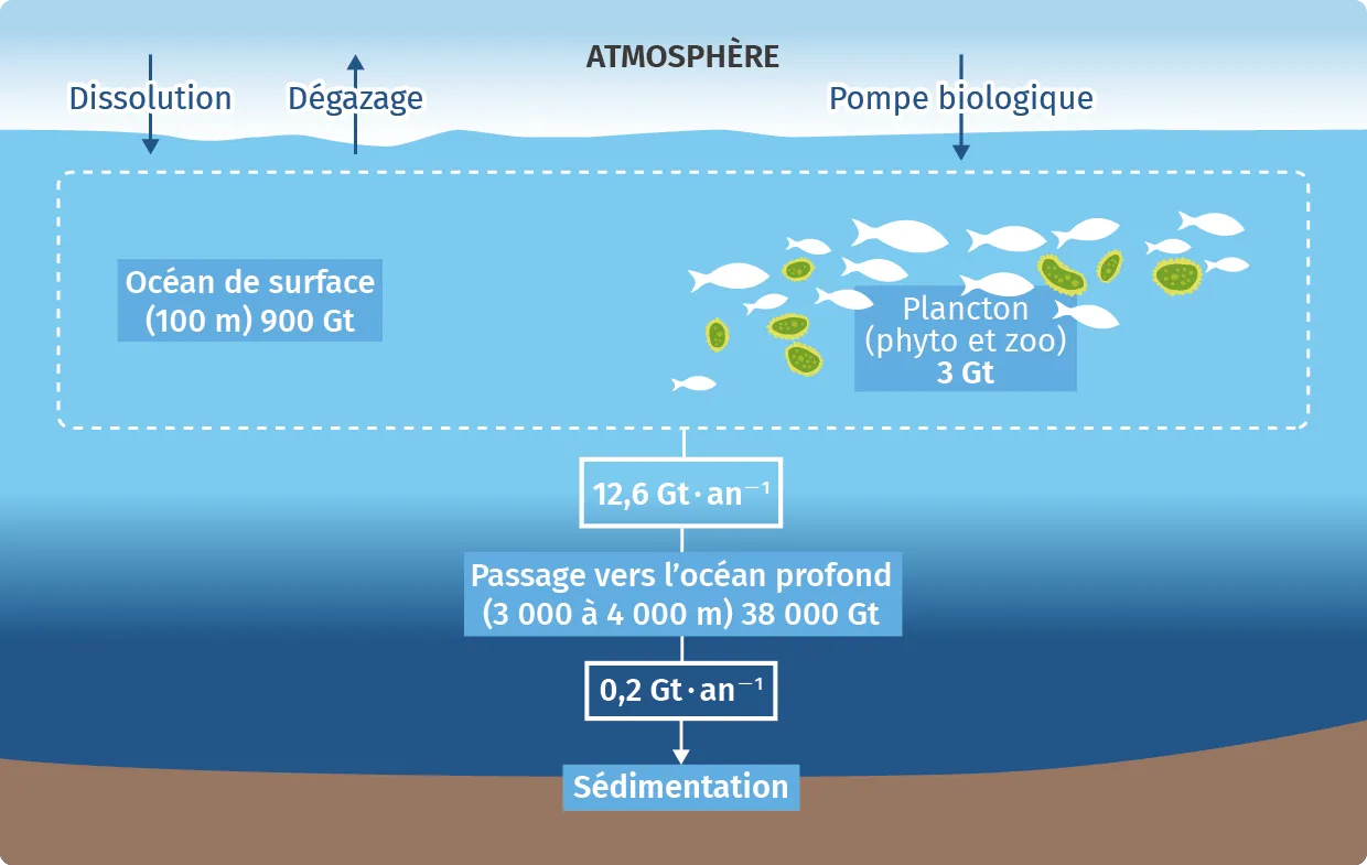 Représentation des réservoirs et des flux de carbone dans les océans