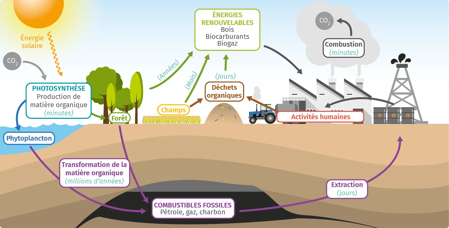 Cycle du carbone et durées des échanges