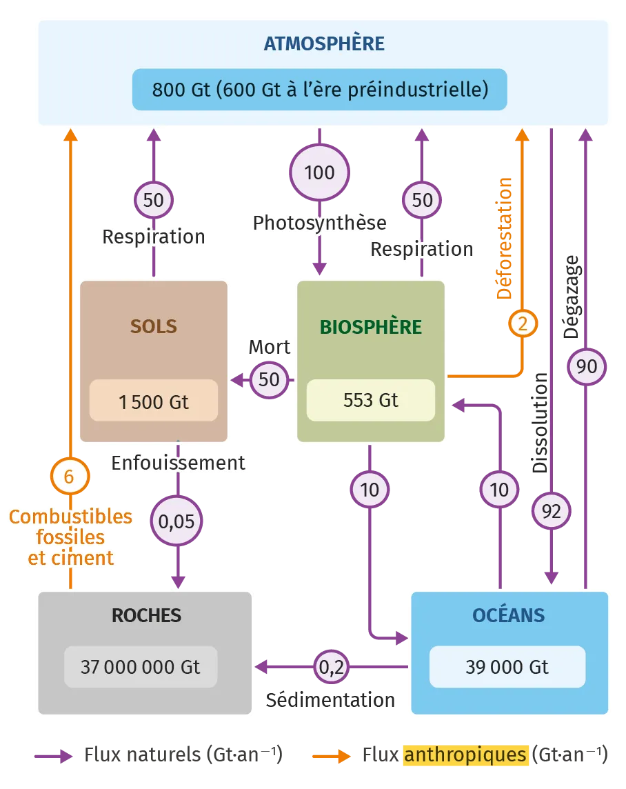 Réservoirs et échanges du carbone