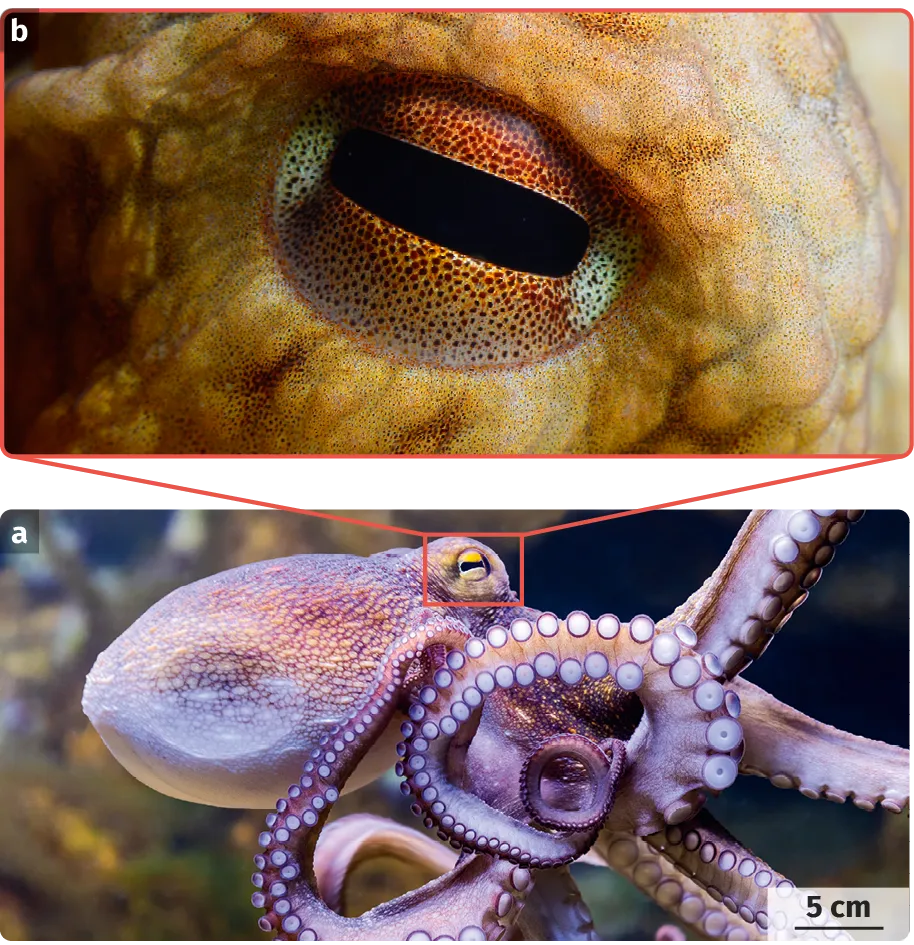 Pieuvre (Octopus vulgaris) et détail d'un œil de pieuvre