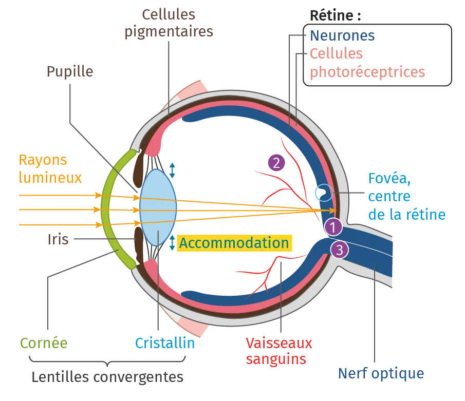 Structure de l'œil humain