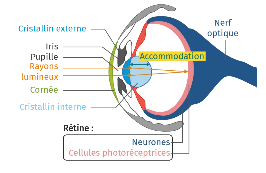 Structure de l'œil de pieuvre