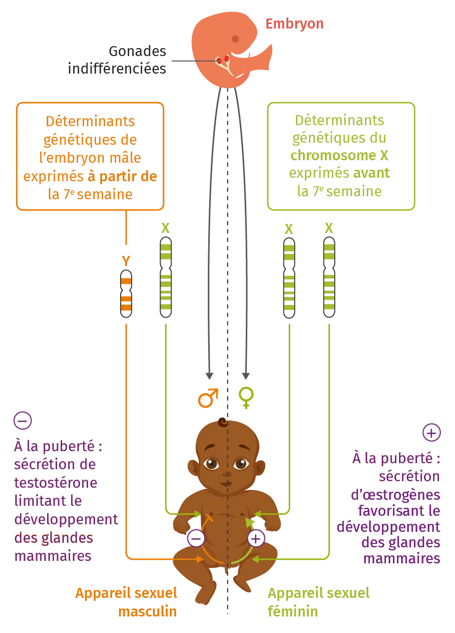Un développement sous contrôle génétique et hormonal