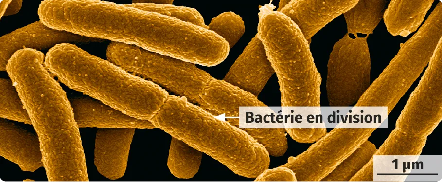 Escherichia coli en microscopie électronique à balayage