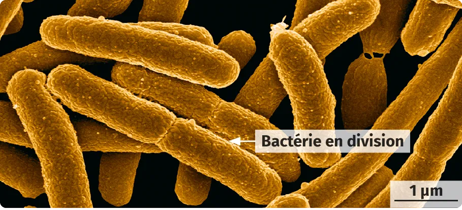 E. coli en microscopie électronique à balayage