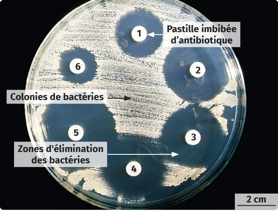 Action des antibiotiques sur les bactéries