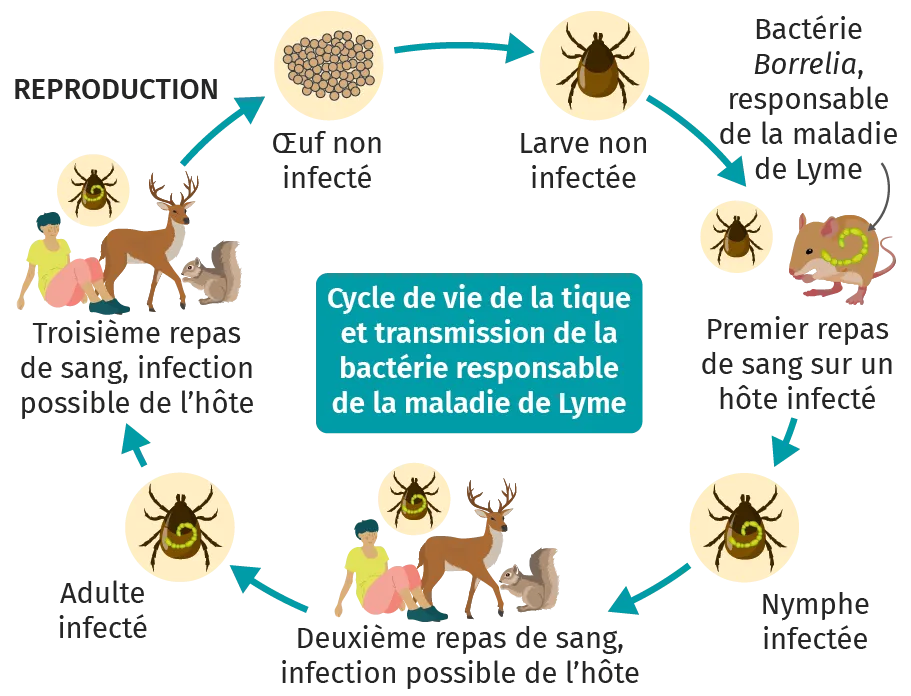 Cycle de la vie de la tique