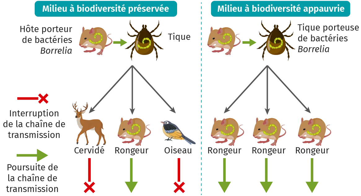 Chaîne de transmission des bactéries Borrelia
dans deux situations