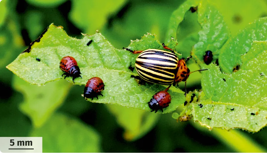  Quatre doryphores (un adulte et trois larves) dévorant une feuille de pomme de terre