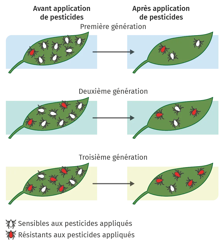 Effet de l'utilisation de pesticides pour lutter contre les ravageurs