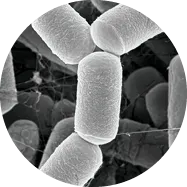 Methanobrevibacter
smithii