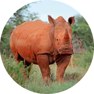 Rhinocéros blanc