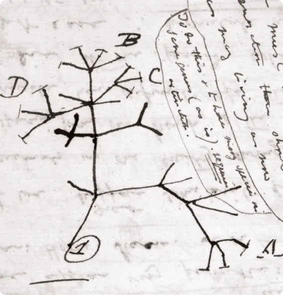  Unique croquis de Darwin dans son
ouvrage L'Origine des espèces au moyen
de la sélection naturelle