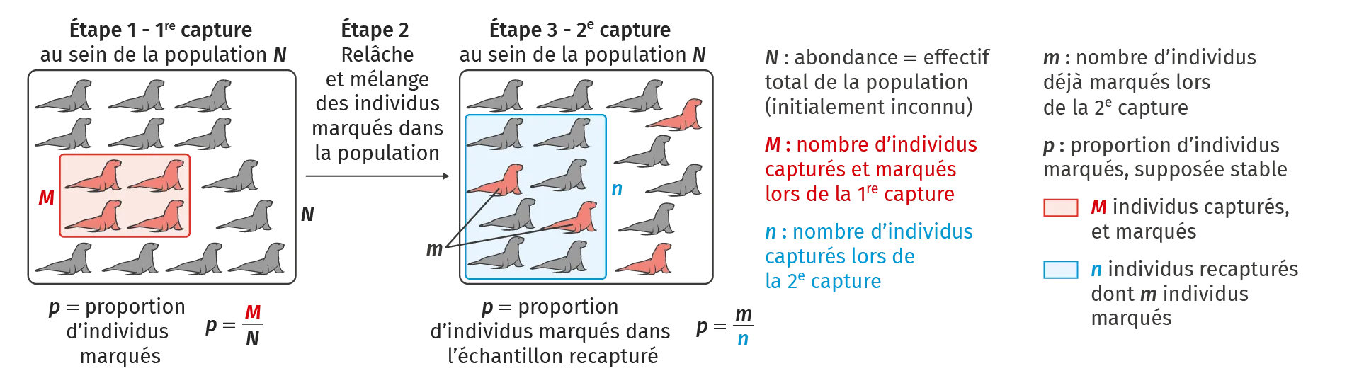 Schéma statique 