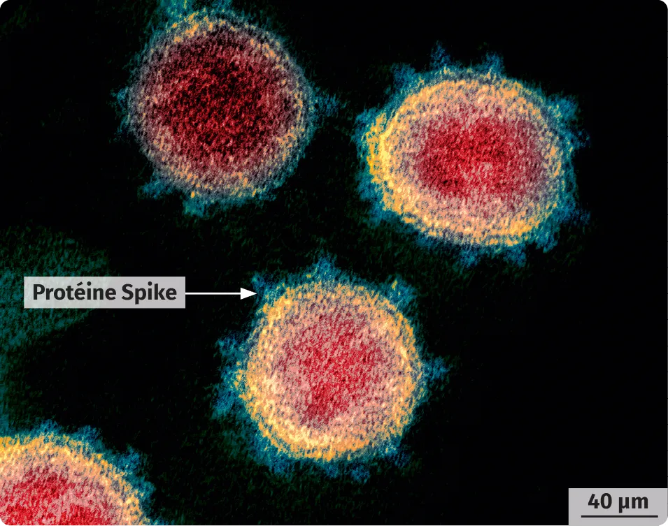 Virus SARS-CoV-2 observé au microscope