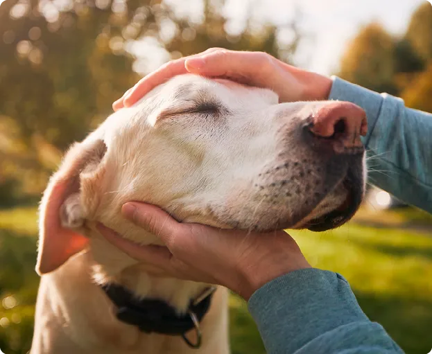 Chien domestique