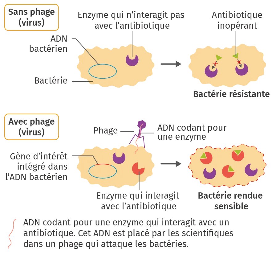 Phagothérapie sur les bactéries