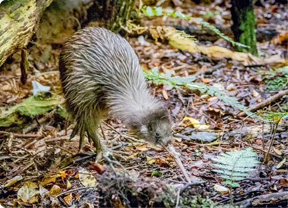 Kiwi dans son
milieu naturel