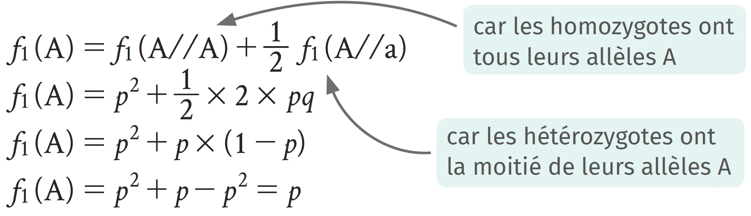 Calcul de l'équilibre de Hardy-Weinberg