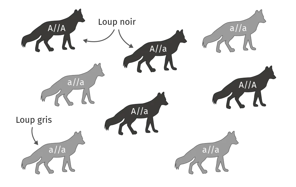 Diversité génotypique d'une population de loups