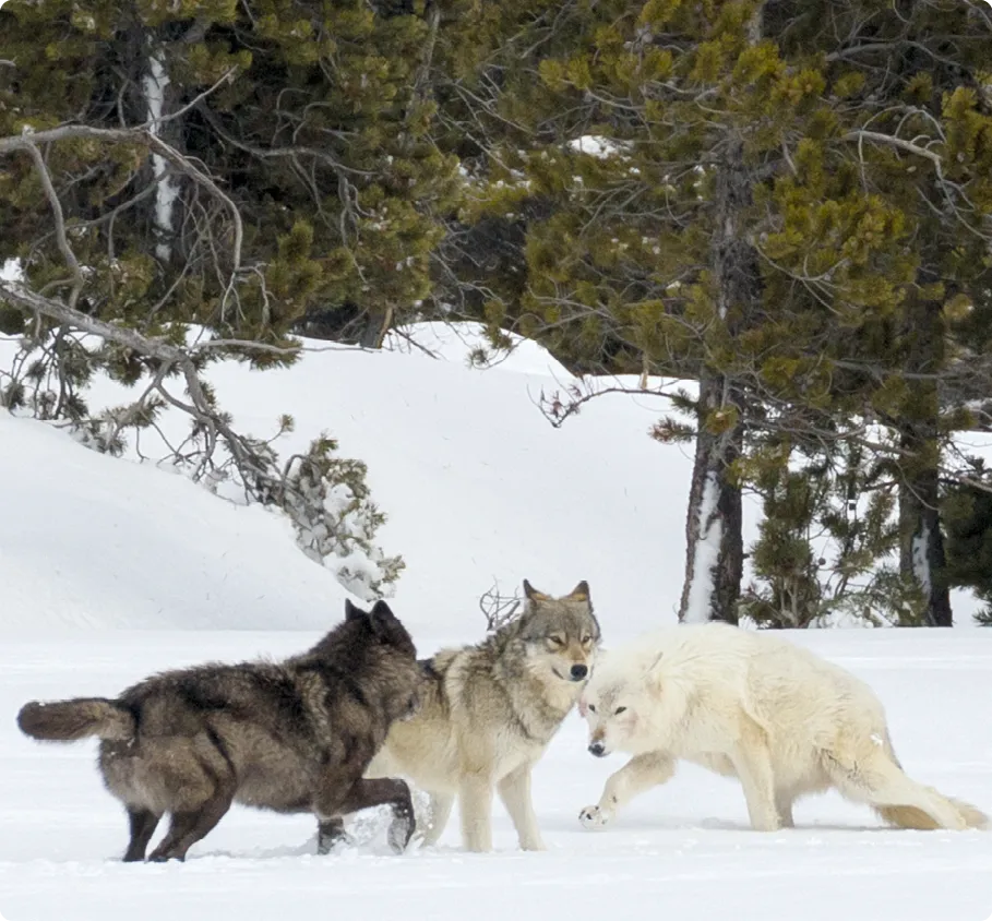 Loups du parc de Yellowstone