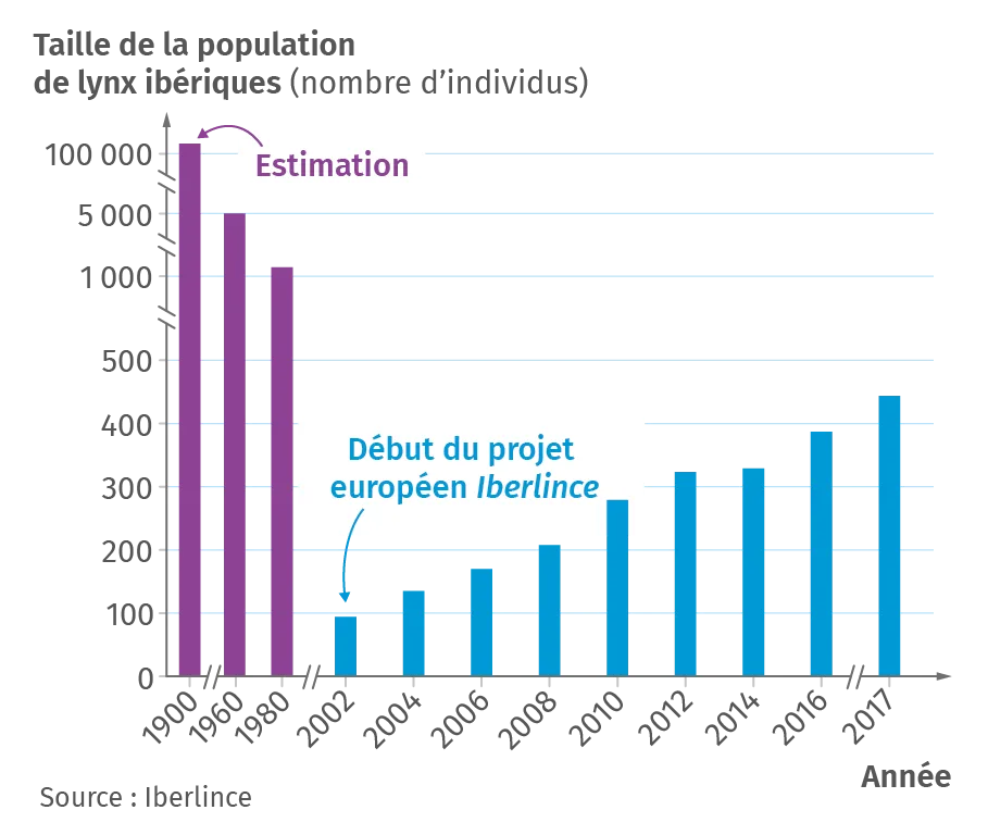 Taille de la population de lynx ibériques