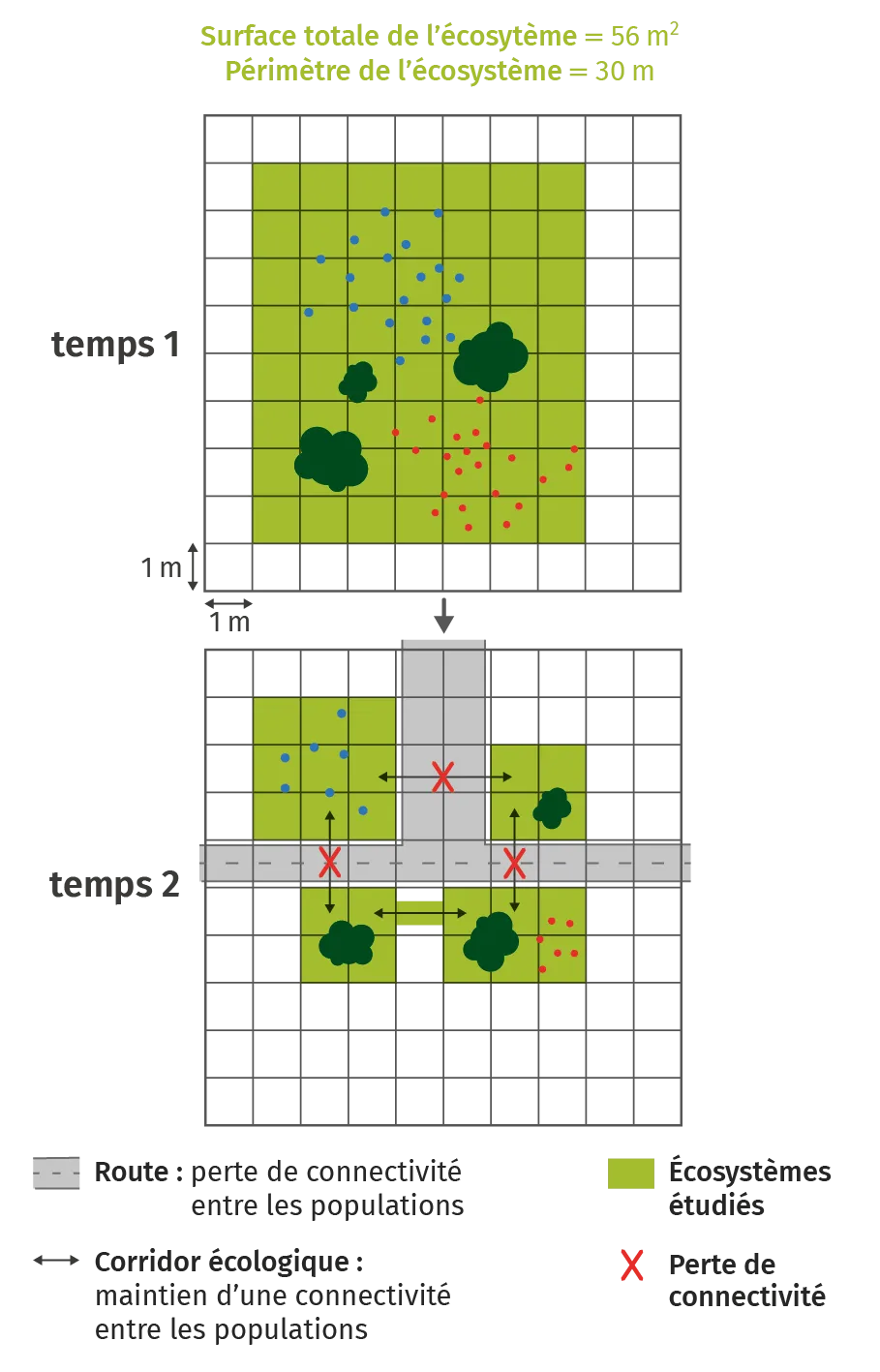 Schéma de la dragmentation des écosystèmes