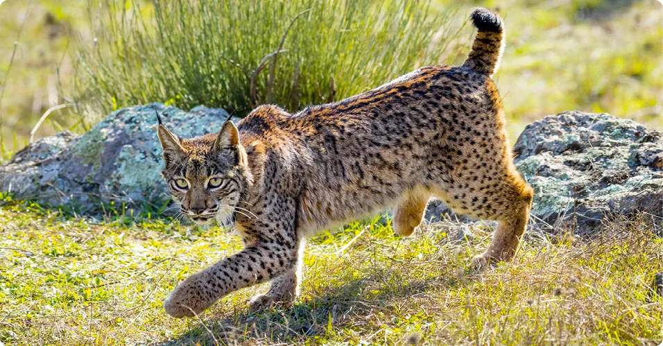 Le lynx ibérique