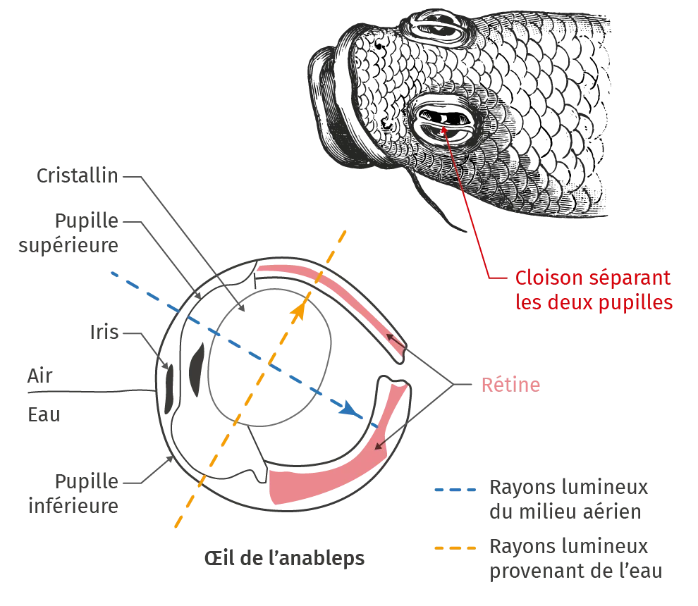 Les yeux de l'anableps