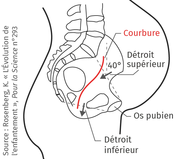 Courbure du bassin