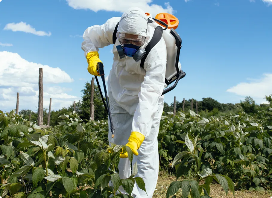 Pulvérisation d'insecticides dans une culture
   intensive de fruits