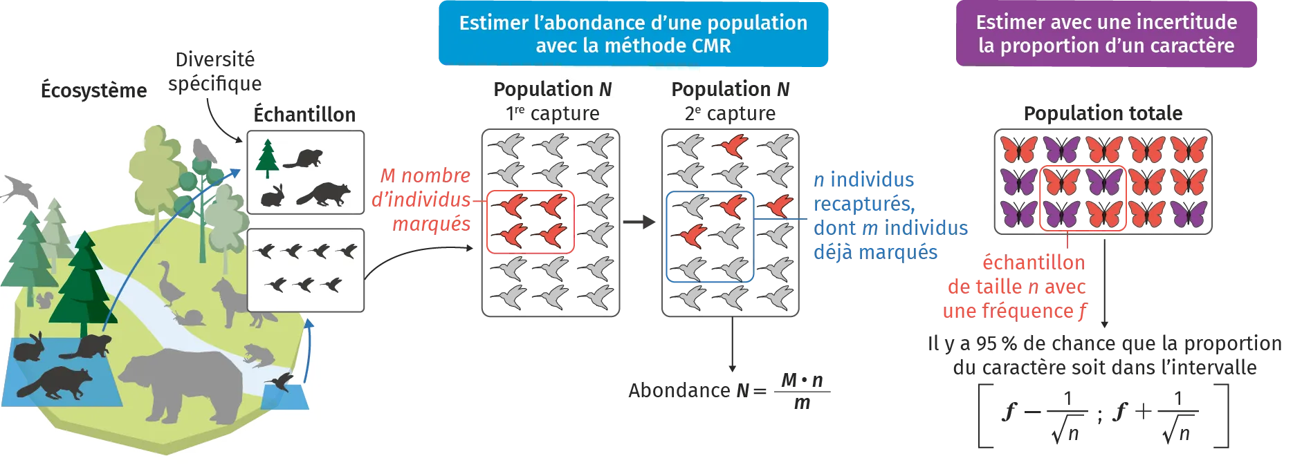 Schéma bilan du Ch. 7