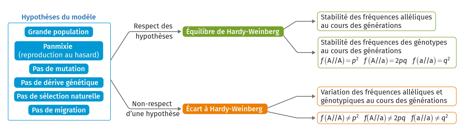 Schéma bilan du Ch. 7