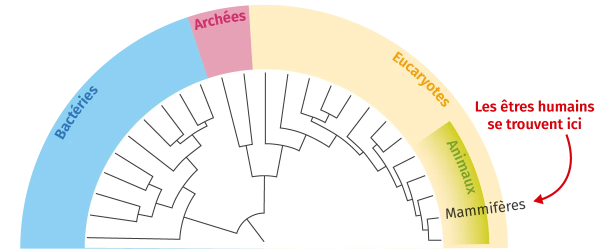 Arbre phylogénétique contenant les espèces dont le génome a été séquencé en 2006