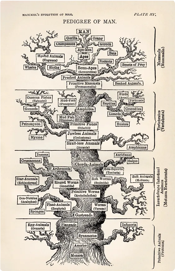 Arbre de parenté dessiné par Haeckel