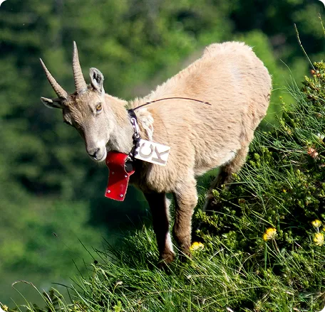 Bouquetin équipé d'un collier GPS