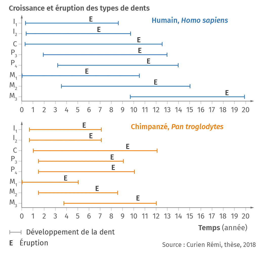 Comparaison du développement des dents définitives chez
    deux primates