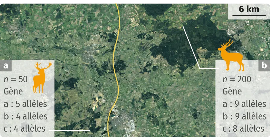 Deux populations de cerfs dans le nord de l'Allemagne.