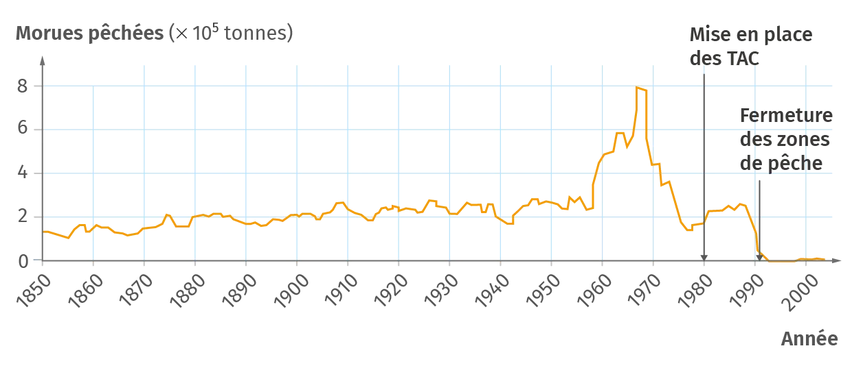 Quantité de morues du Canada pêchées de 1850 à 2000.