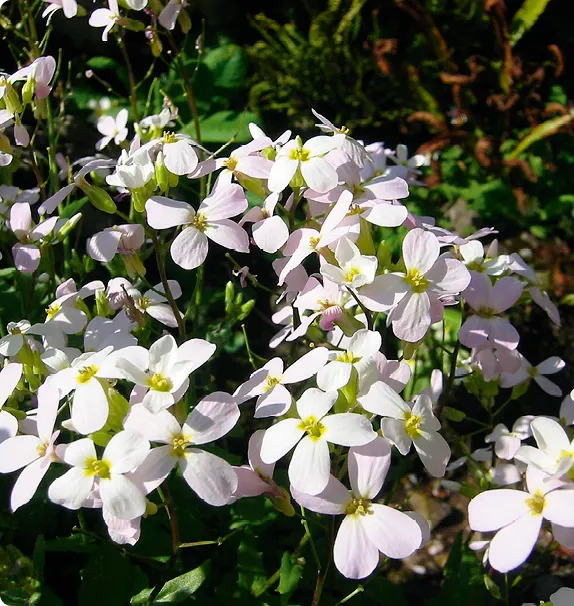 Arabis alpina