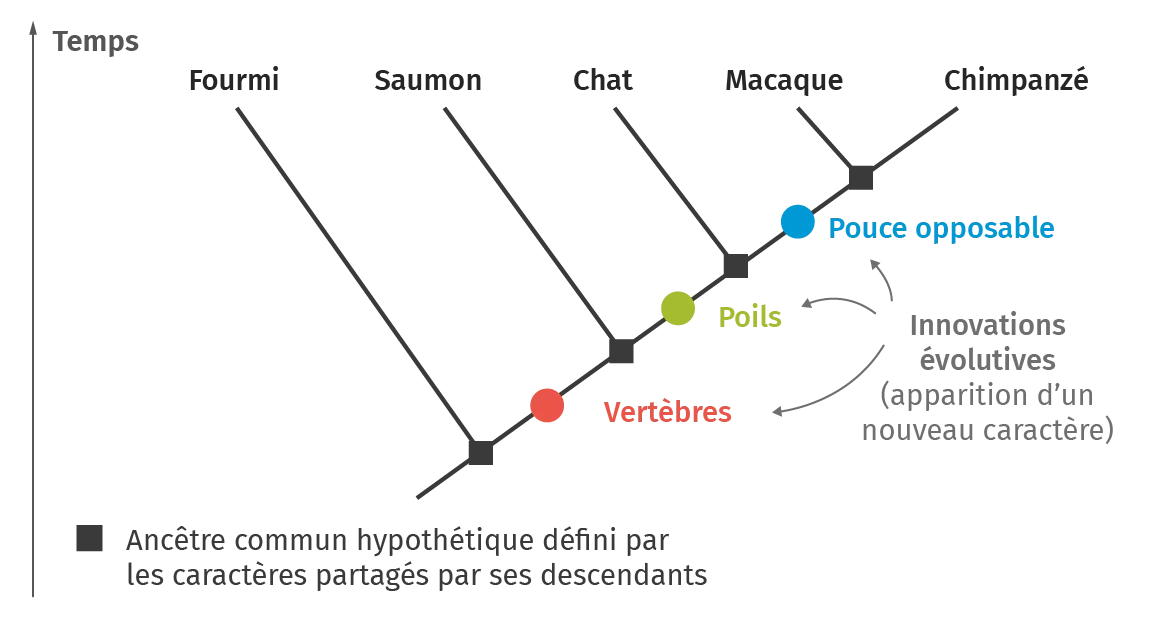 arbre phylogénétique