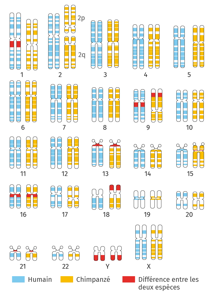 Comparaison des génomes de l'humain
et du chimpanzé