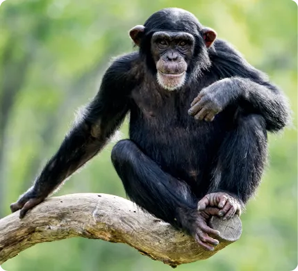 Chimpanzé commun (Pan
troglodytes)