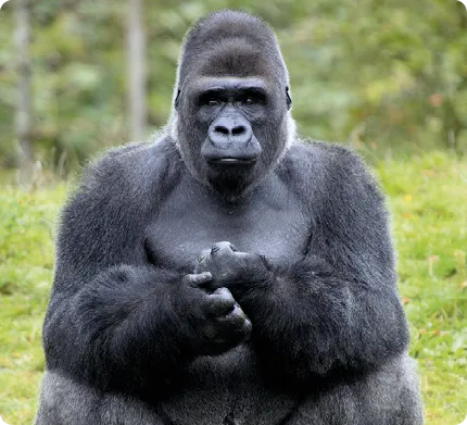 Gorille de l'Ouest (Gorilla
gorilla)