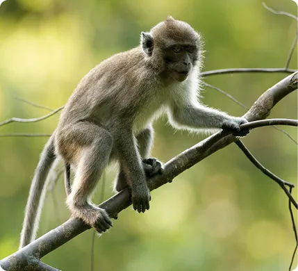 Macaque crabier (Macaca
fascicularis)